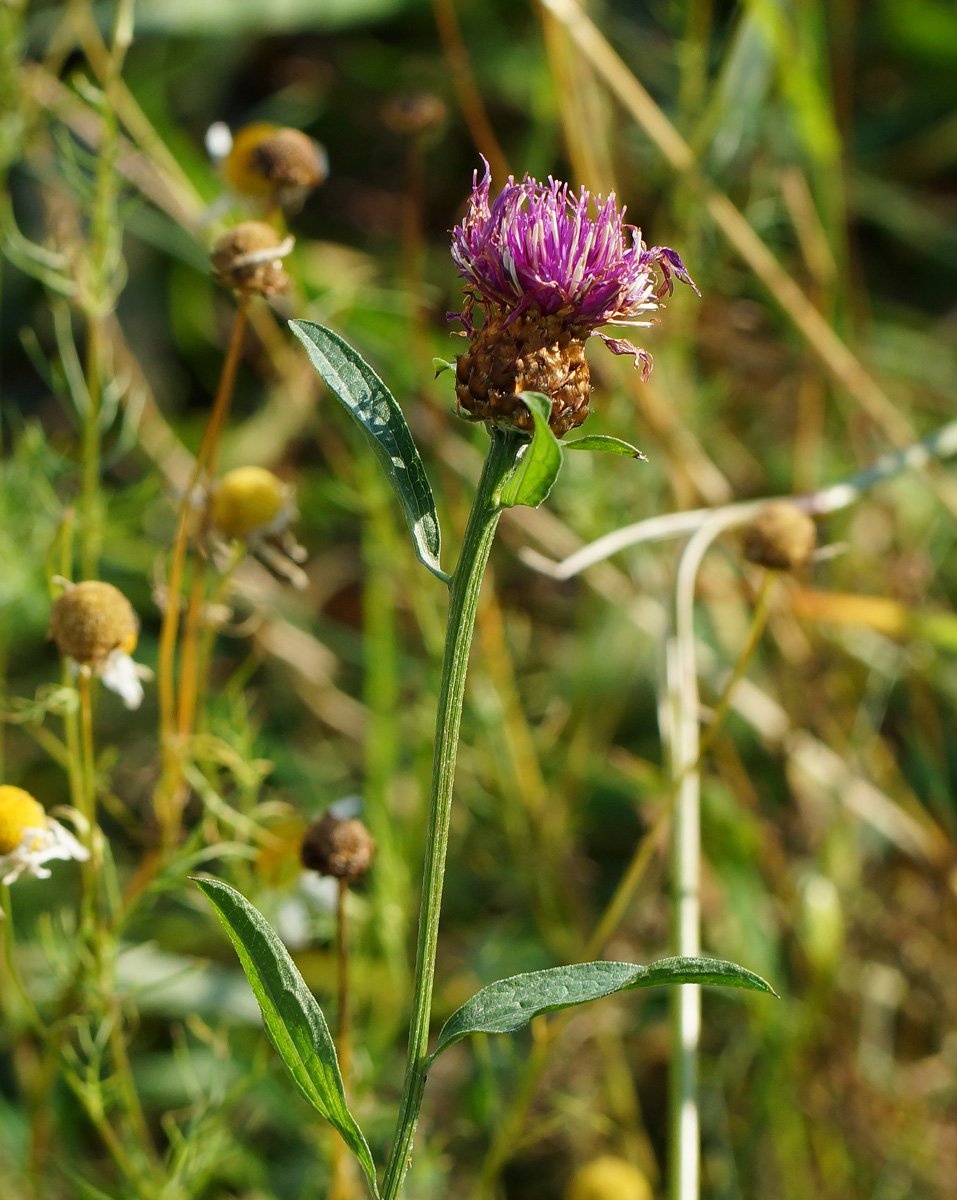 Image of Centaurea jacea specimen.