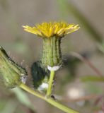 Sonchus tenerrimus