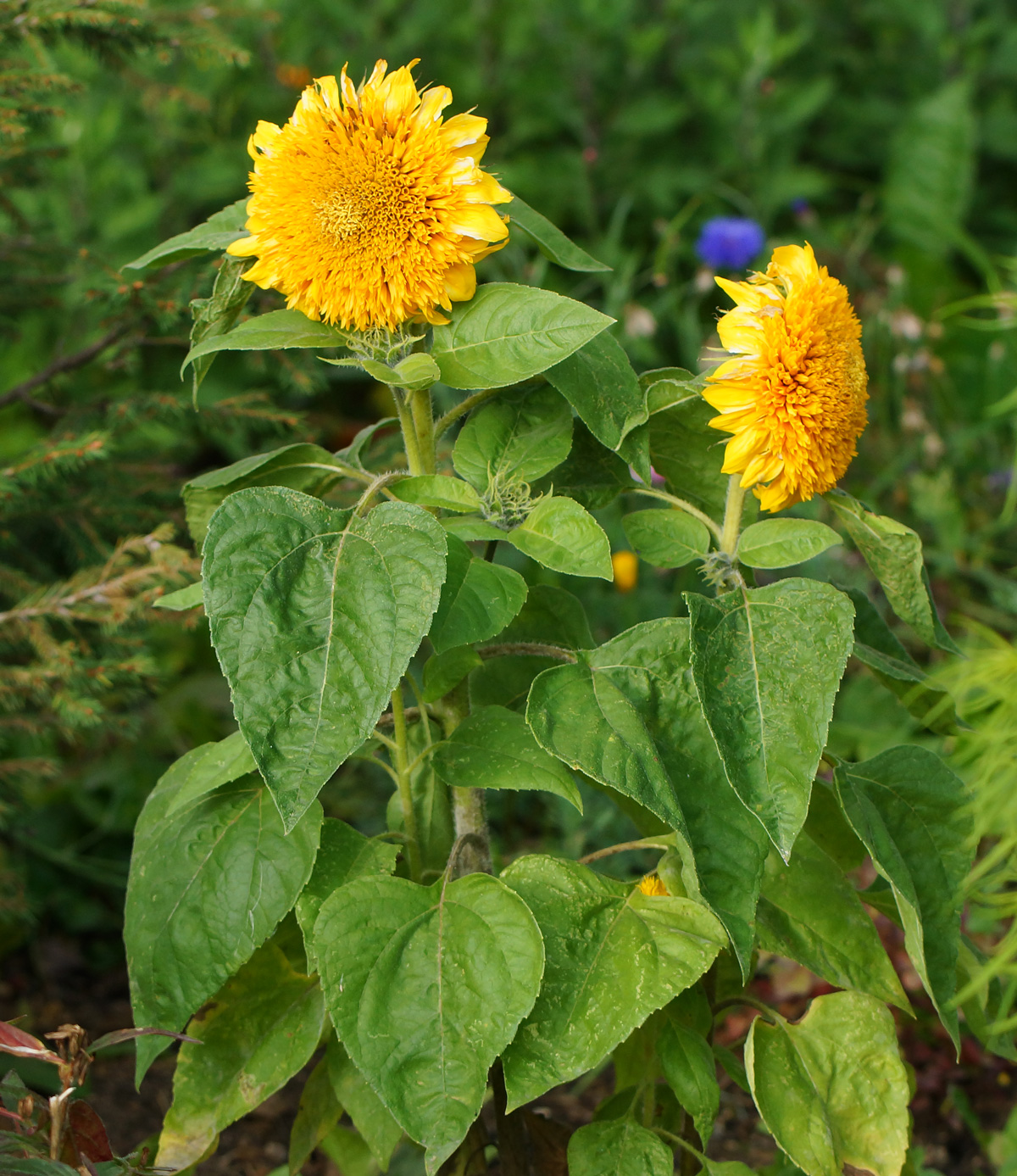 Изображение особи Helianthus annuus.