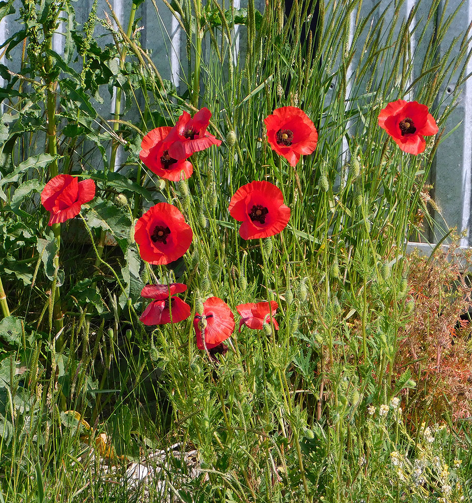 Image of Papaver rhoeas specimen.