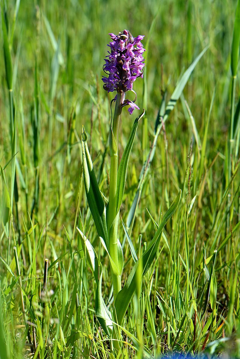 Изображение особи Dactylorhiza incarnata.