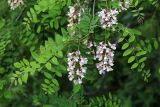 genus Robinia. Верхушка веточки с соцветиями. Приморский край, г. Владивосток, Академгородок, опушка широколиственного леса. 24.06.2020.