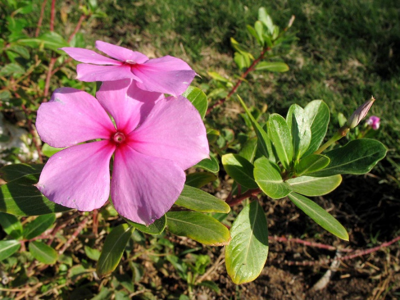 Image of Catharanthus roseus specimen.