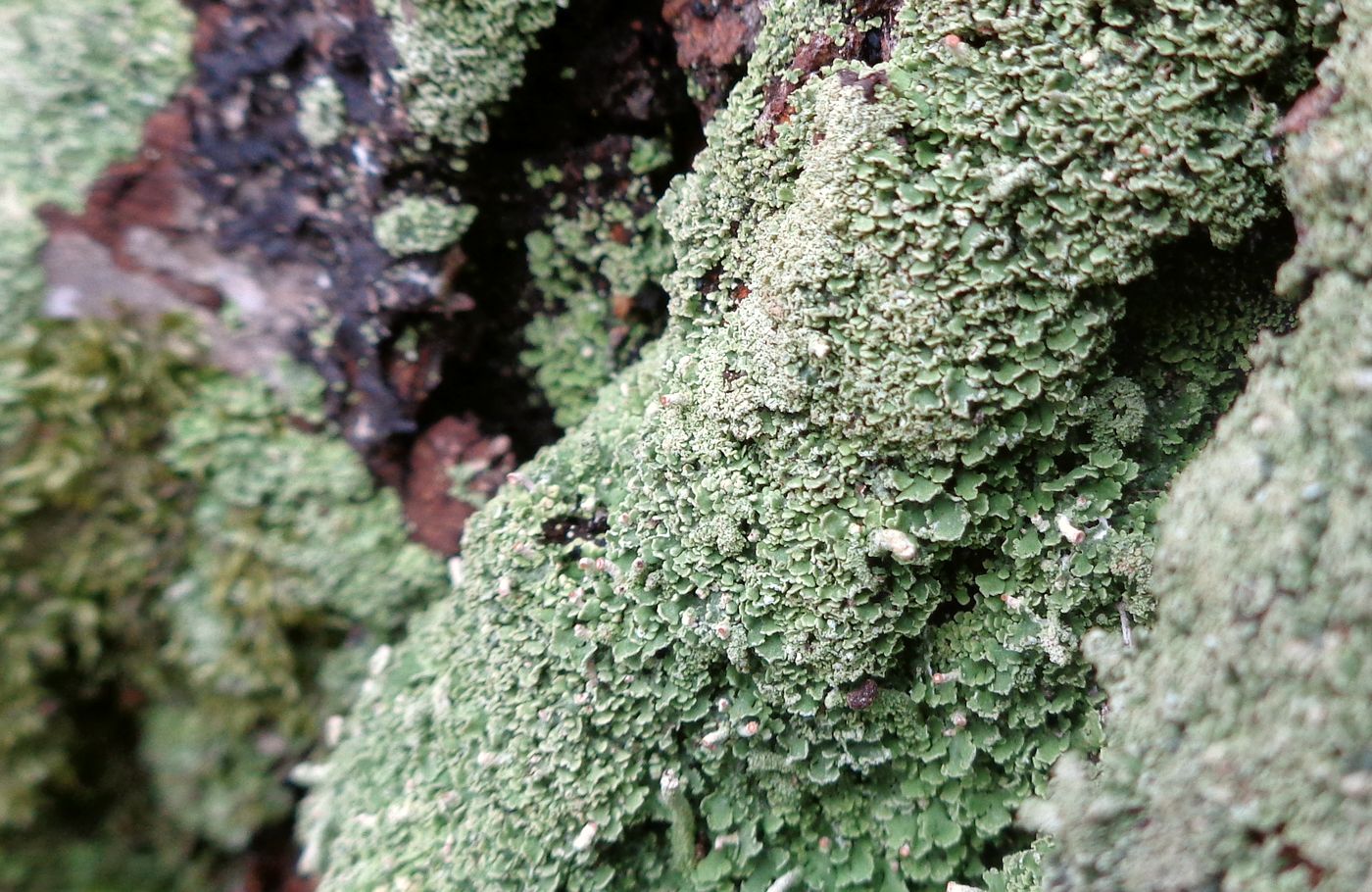 Изображение особи род Cladonia.