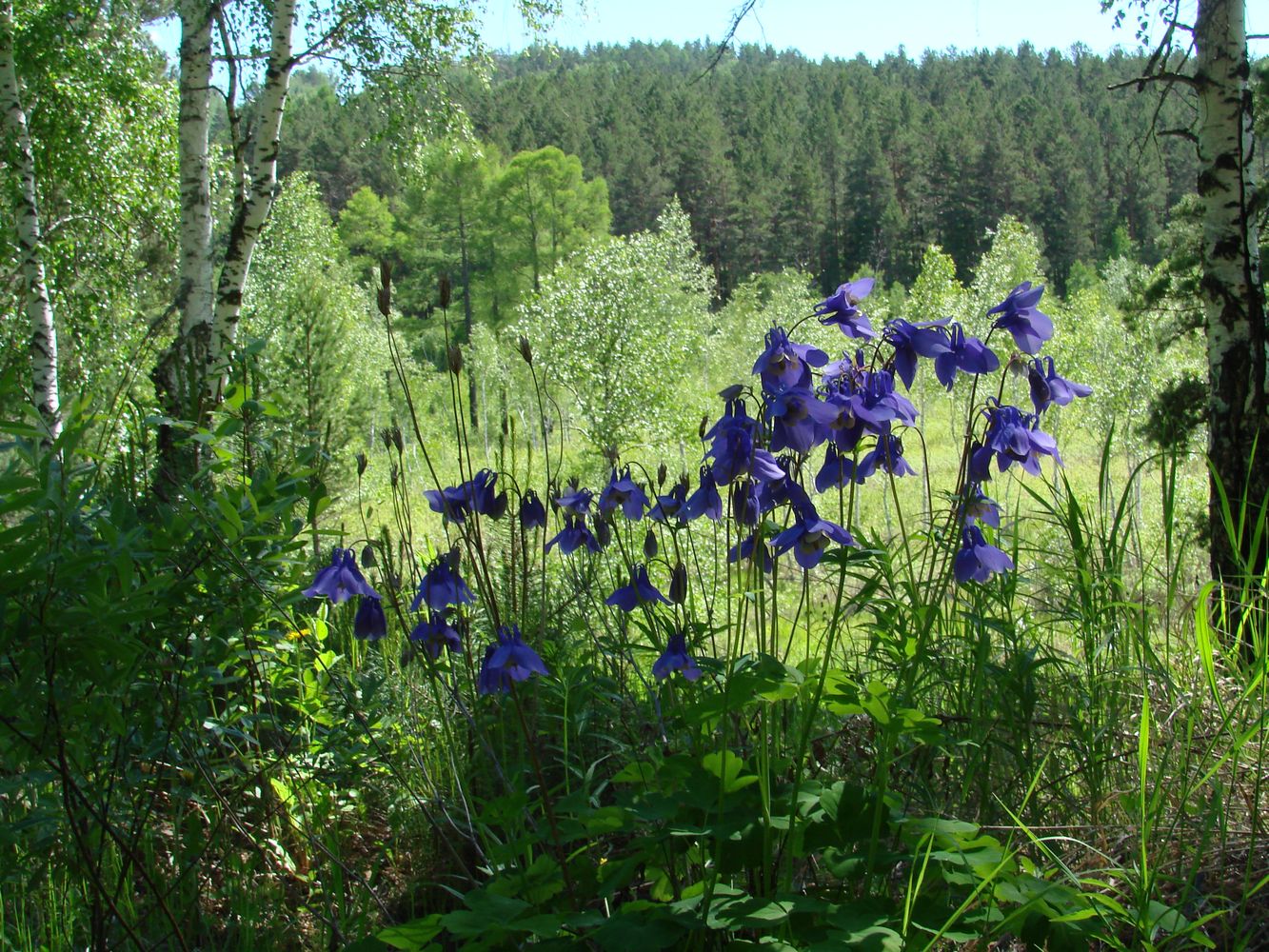 Image of Aquilegia sibirica specimen.