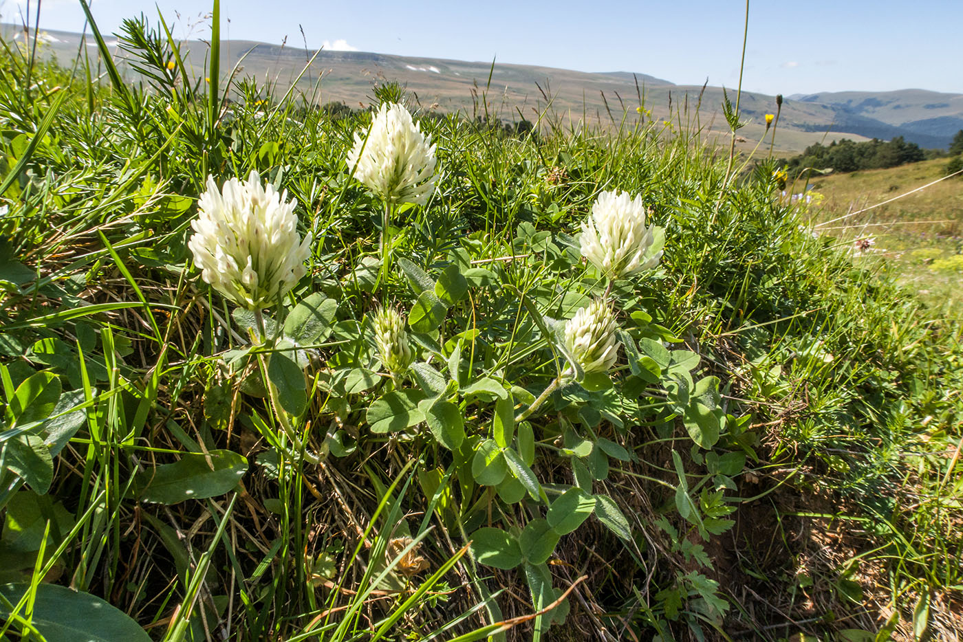 Image of Trifolium canescens specimen.