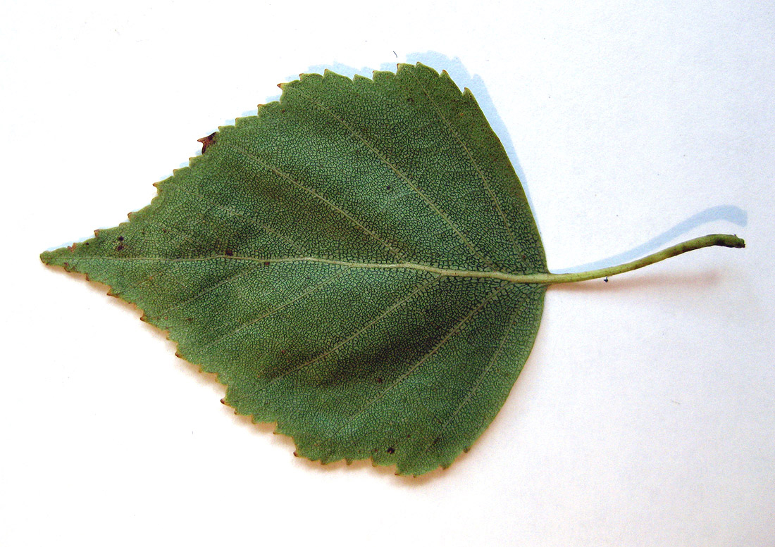 Image of Betula obscura specimen.