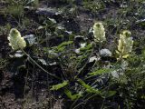 Смотреть изображение Hedysarum grandiflorum