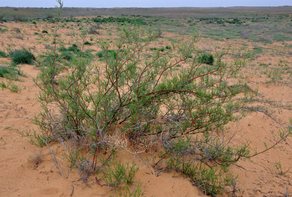 Image of Calligonum aphyllum specimen.