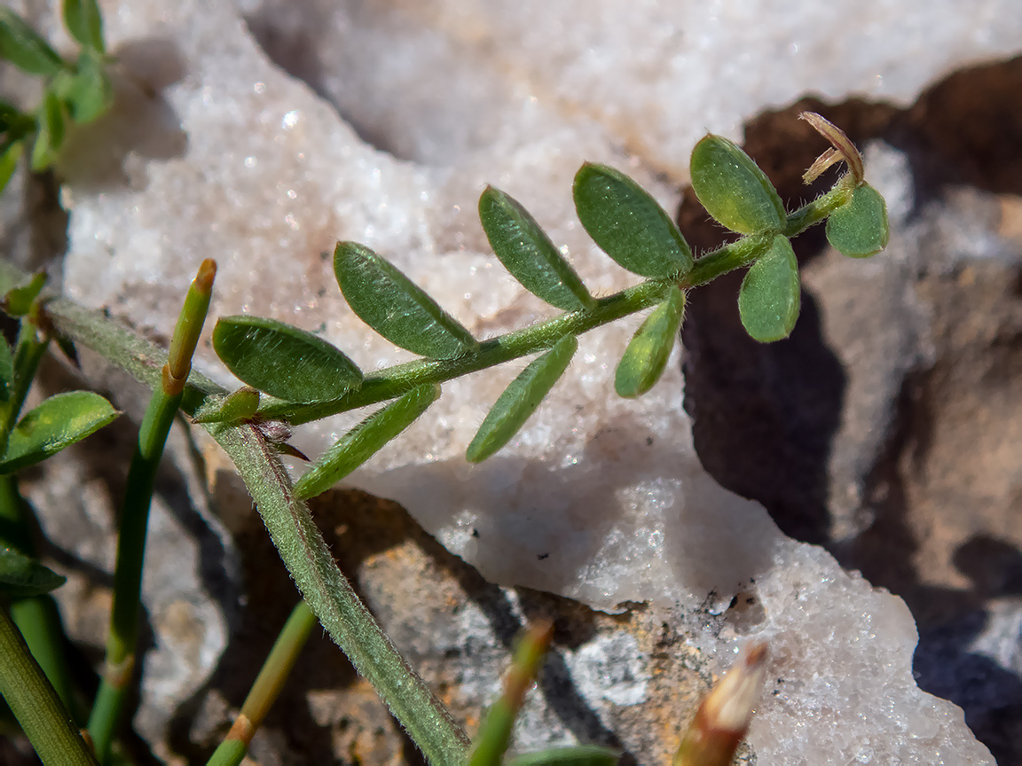 Image of Vicia cretica ssp. aegaea specimen.