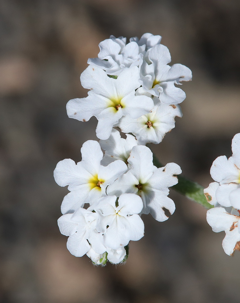 Изображение особи Heliotropium styligerum.