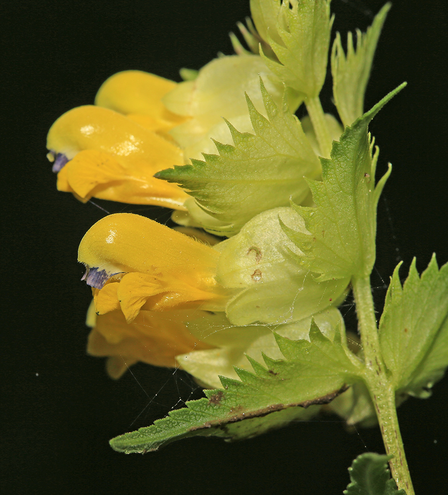 Изображение особи Rhinanthus apterus.