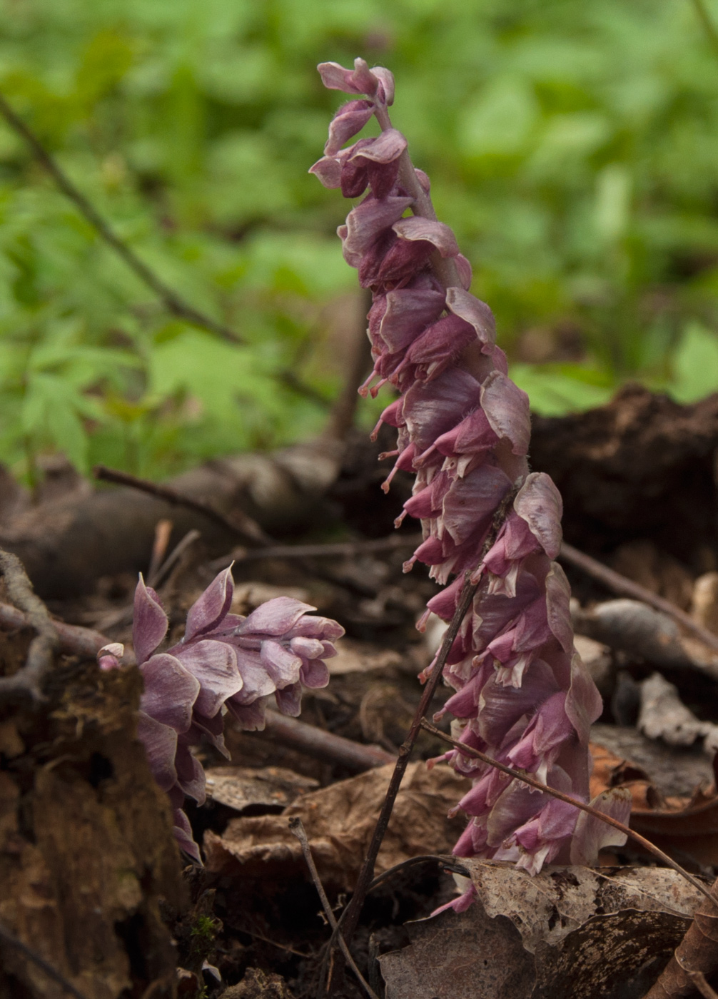 Изображение особи Lathraea squamaria.