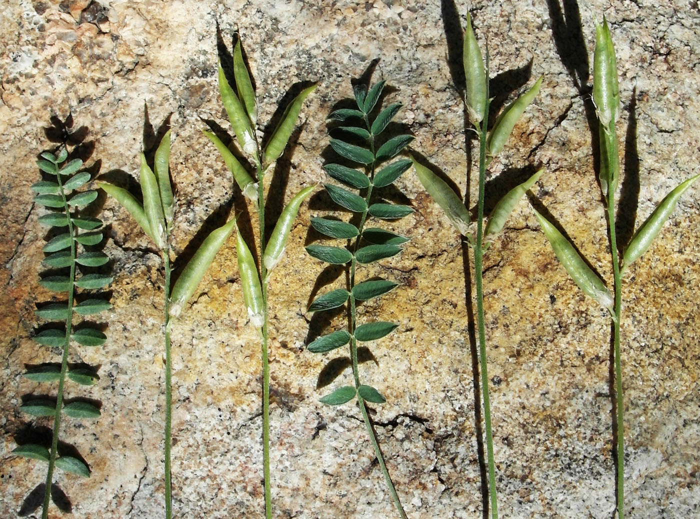 Изображение особи Oxytropis brevicaulis.