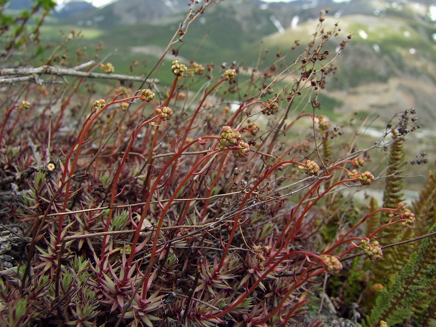 Image of Saxifraga omolojensis specimen.