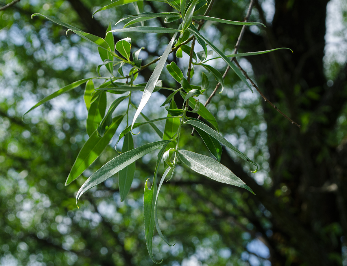 Изображение особи Salix &times; fragilis.