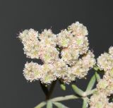 Eriogonum arborescens