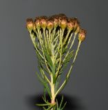 Hymenolepis crithmifolia