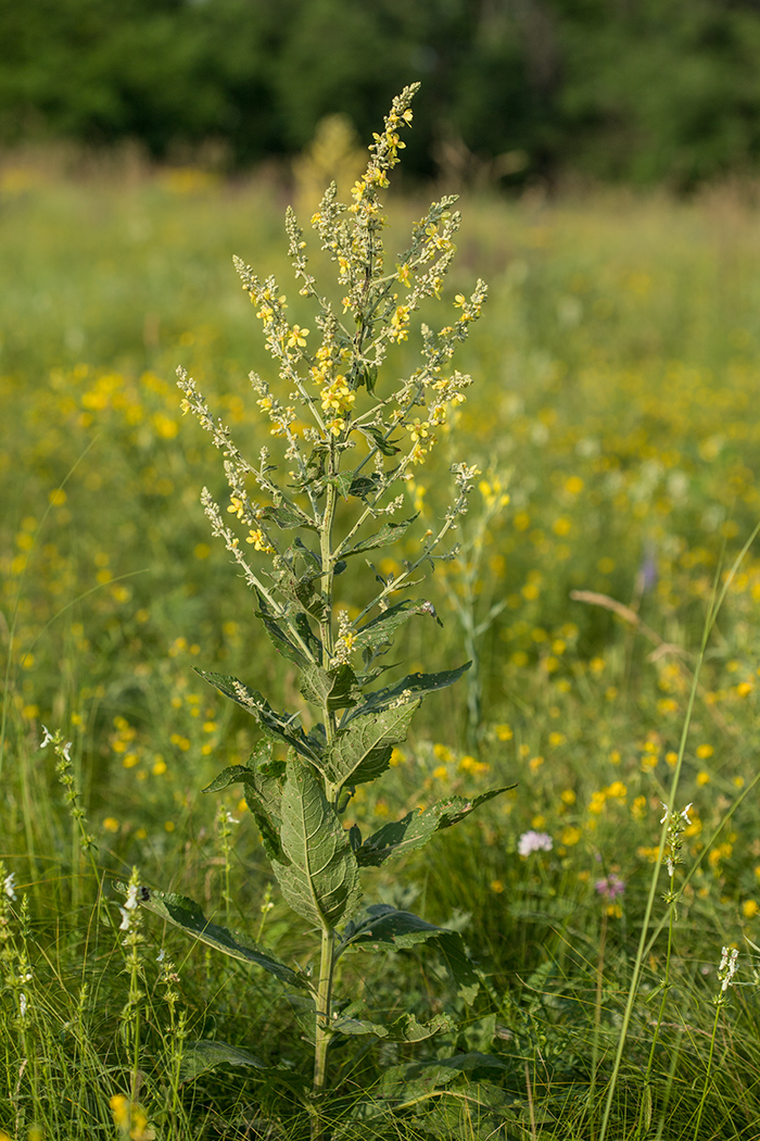 Изображение особи Verbascum lychnitis.