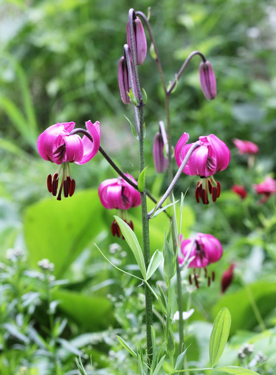 Image of Lilium pilosiusculum specimen.