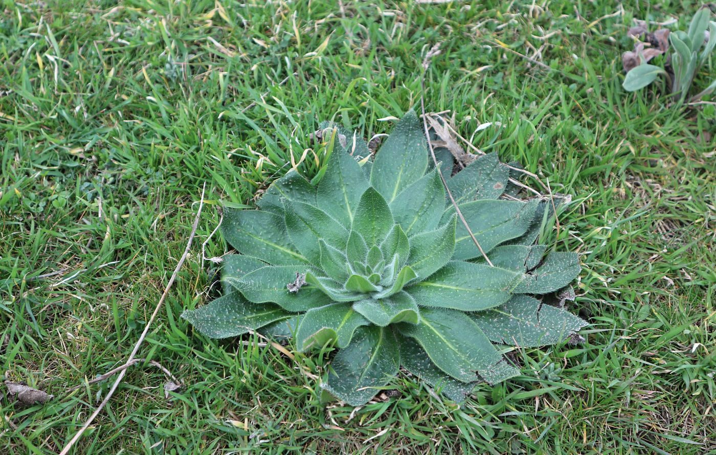 Image of genus Echium specimen.