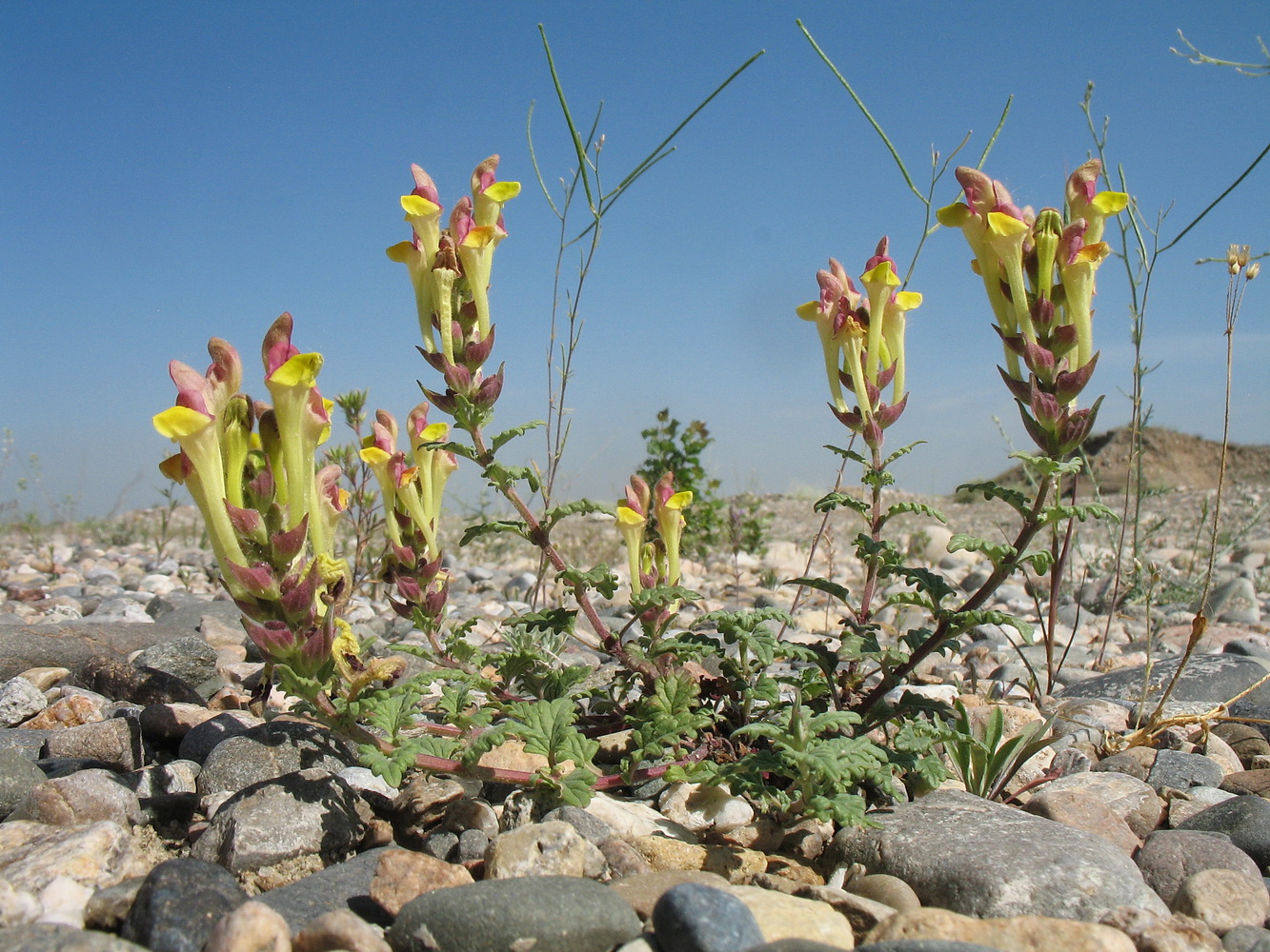 Image of Scutellaria kurssanovii specimen.