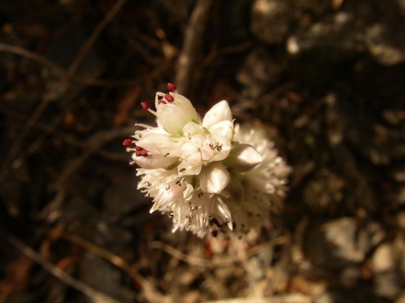 Image of Orostachys thyrsiflora specimen.