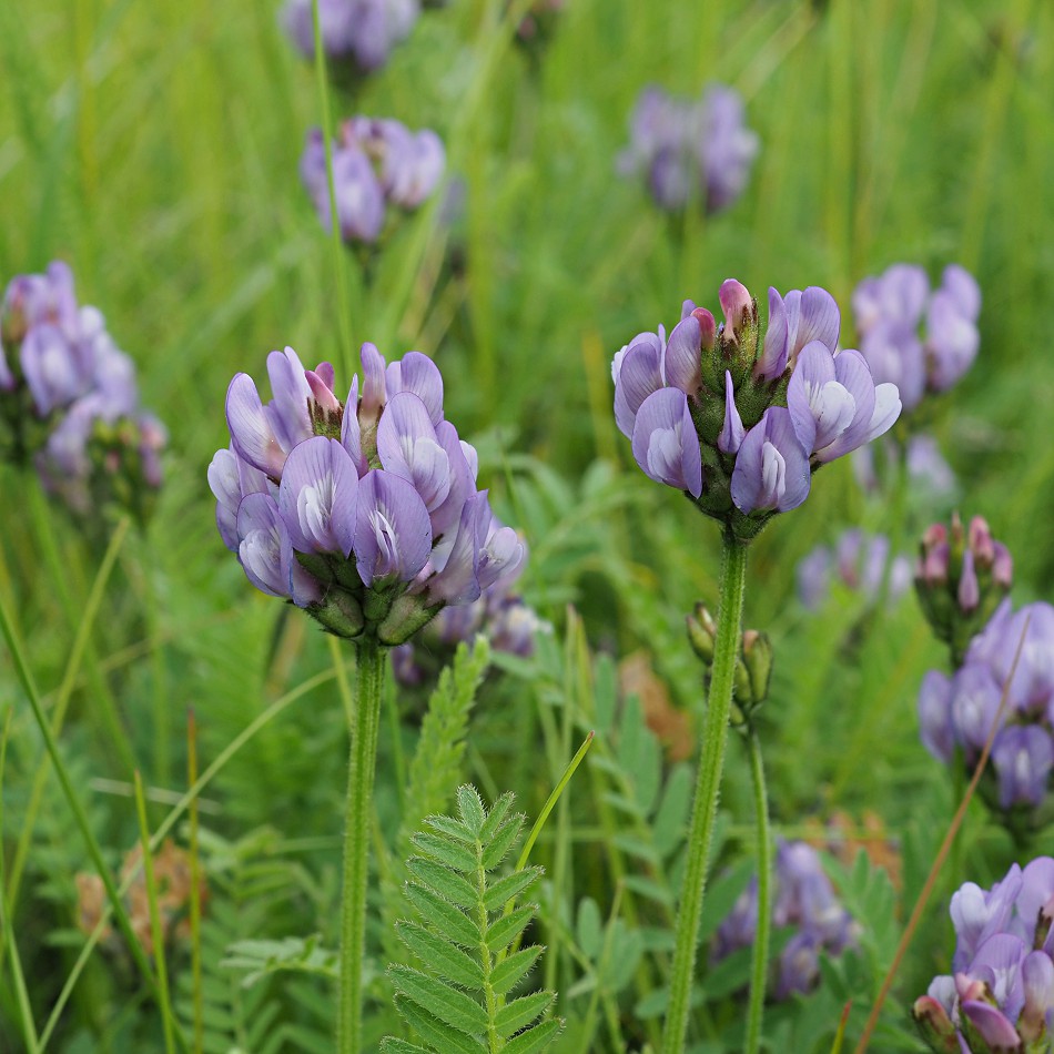 Изображение особи Astragalus danicus.