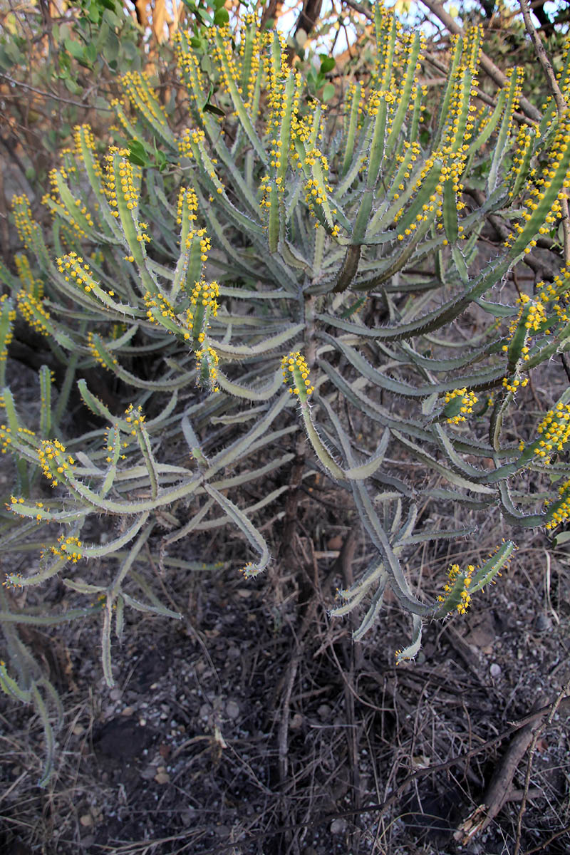 Image of genus Euphorbia specimen.