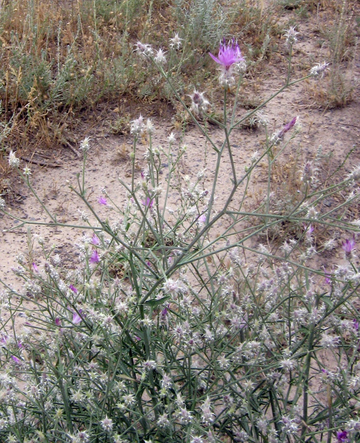 Image of Centaurea pseudosquarrosa specimen.