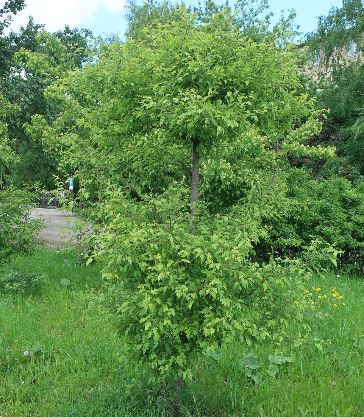 Изображение особи Malus toringo.