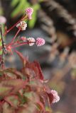 Persicaria capitata