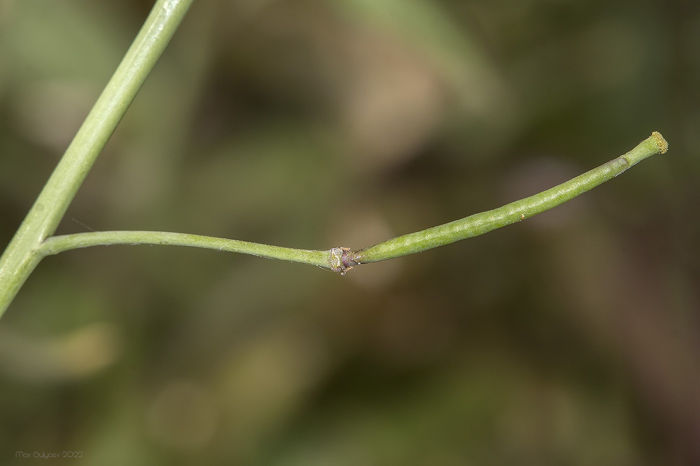 Image of Diplotaxis tenuifolia specimen.