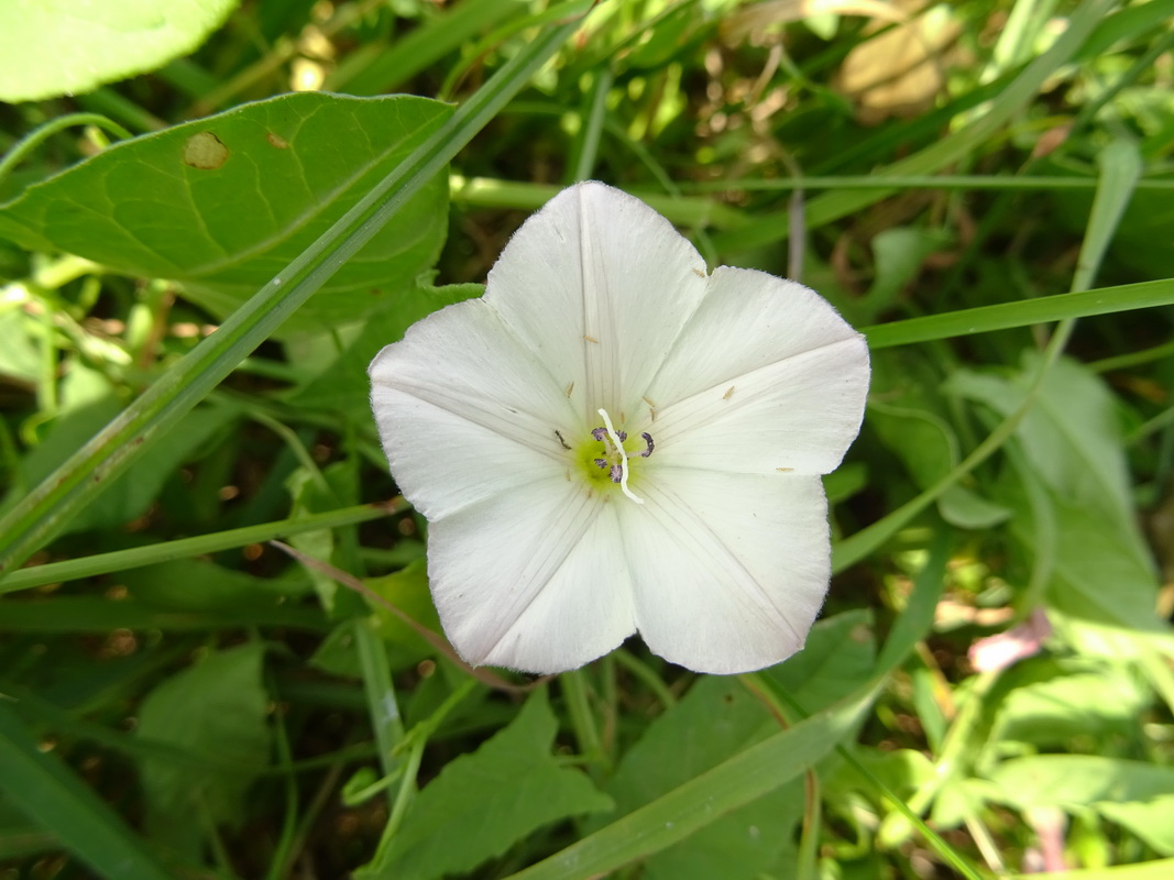 Изображение особи Convolvulus arvensis.