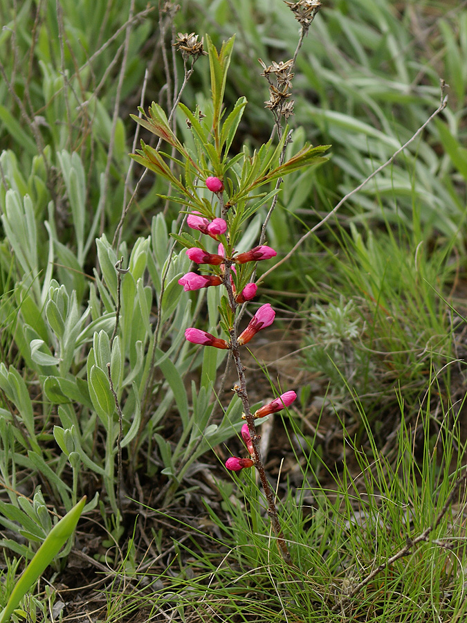 Изображение особи Amygdalus nana.