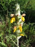 Phlomoides speciosa