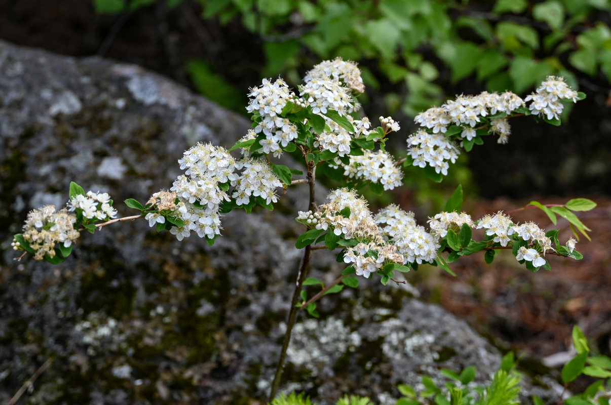 Image of Spiraea flexuosa specimen.