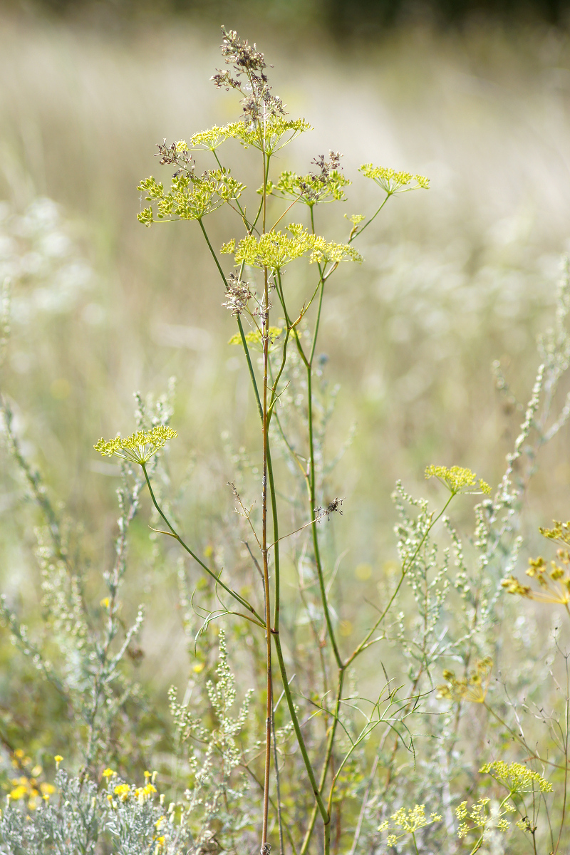 Изображение особи Peucedanum ruthenicum.