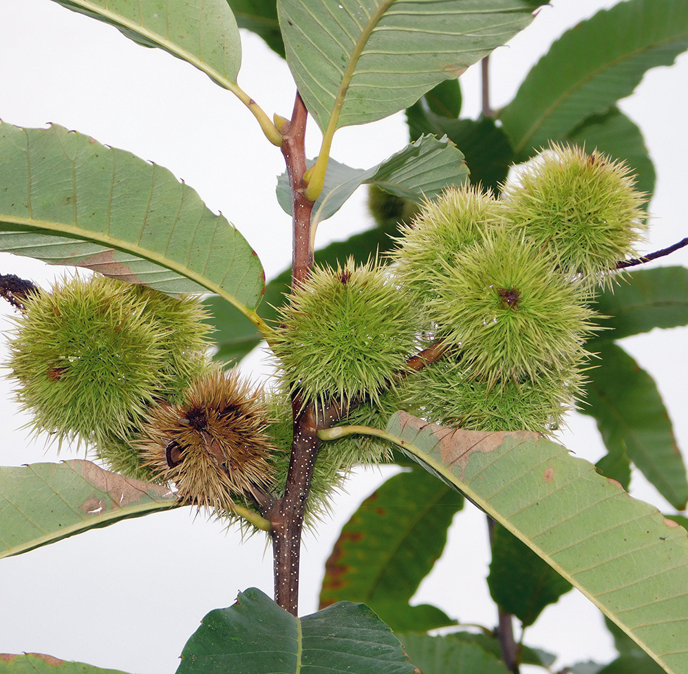 Image of Castanea sativa specimen.