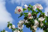 Hibiscus syriacus. Верхушка ветви с цветками. Северная Осетия, Владикавказ, в культуре. 23.07.2022.