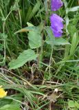 Campanula rapunculoides. Нижняя часть цветущего растения. Республика Ингушетия, Джейрахский р-н, рядом с альплагерем \"Кязи\", выс. 1980 м н.у.м, луг. 22 июля 2022 г.