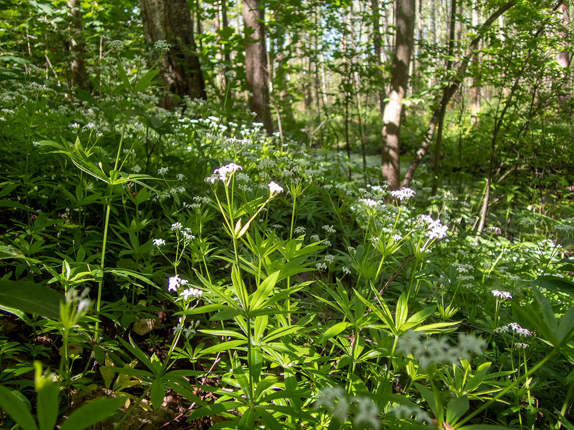 Изображение особи Galium odoratum.