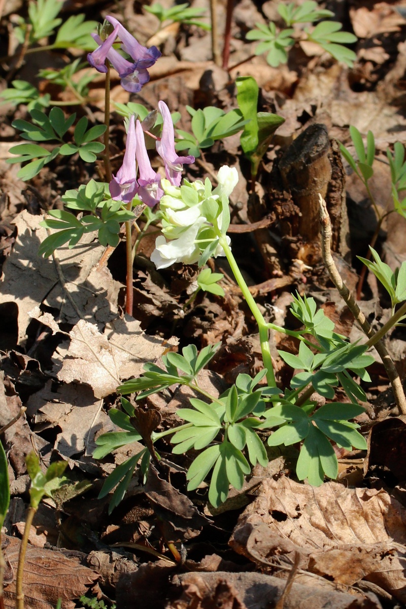 Изображение особи Corydalis solida.