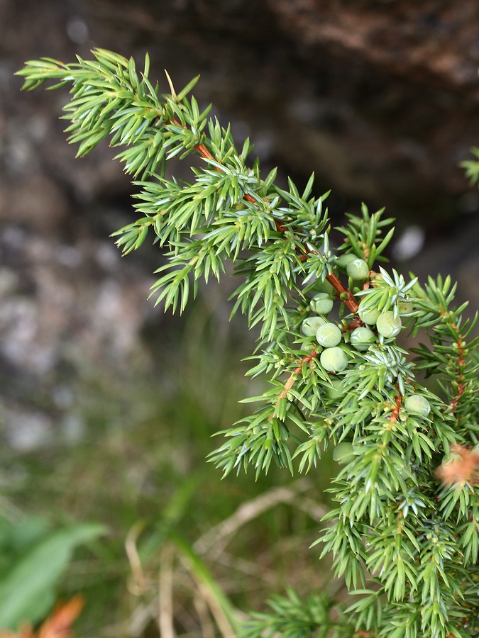 Image of Juniperus sibirica specimen.