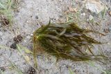 Stratiotes aloides. Извлечённое из воды вегетирующее растение. Челябинская обл., оз. Аракуль, на дне в 30 м от берега. 2 июля 2023 г.