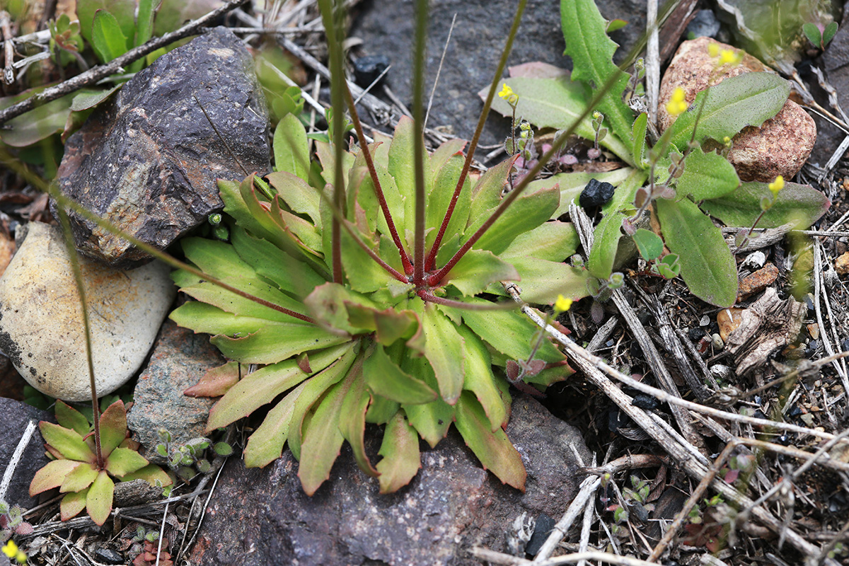 Image of Androsace septentrionalis specimen.