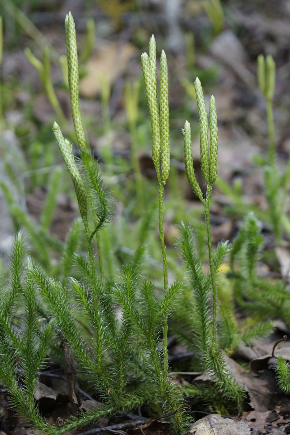 Изображение особи Lycopodium clavatum.