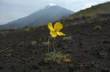 Papaver microcarpum