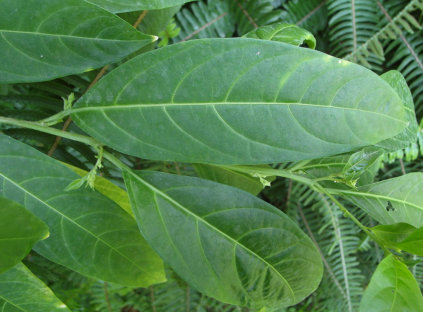 Image of Cestrum nocturnum specimen.