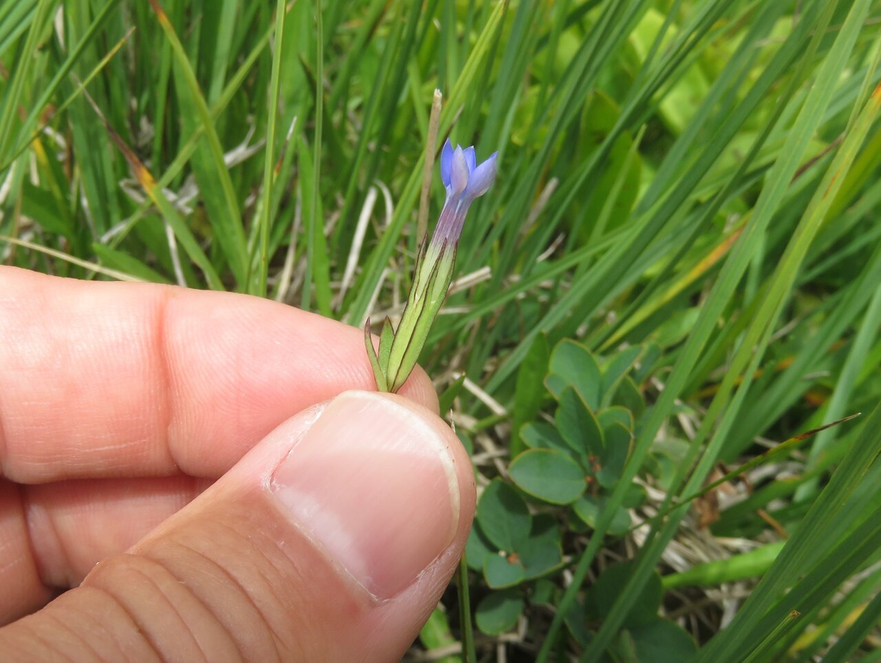 Image of Gentiana nivalis specimen.